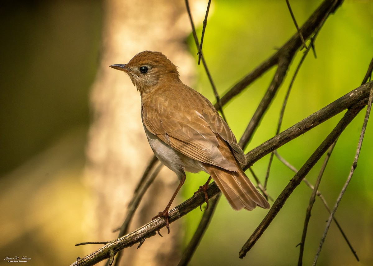 Veery - ML110589981