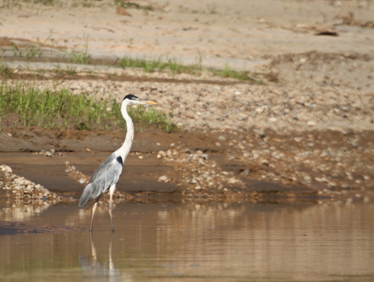 Cocoi Heron - ML110590891