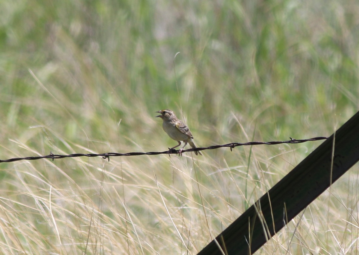 Grasshopper Sparrow - Andrew S. Aldrich