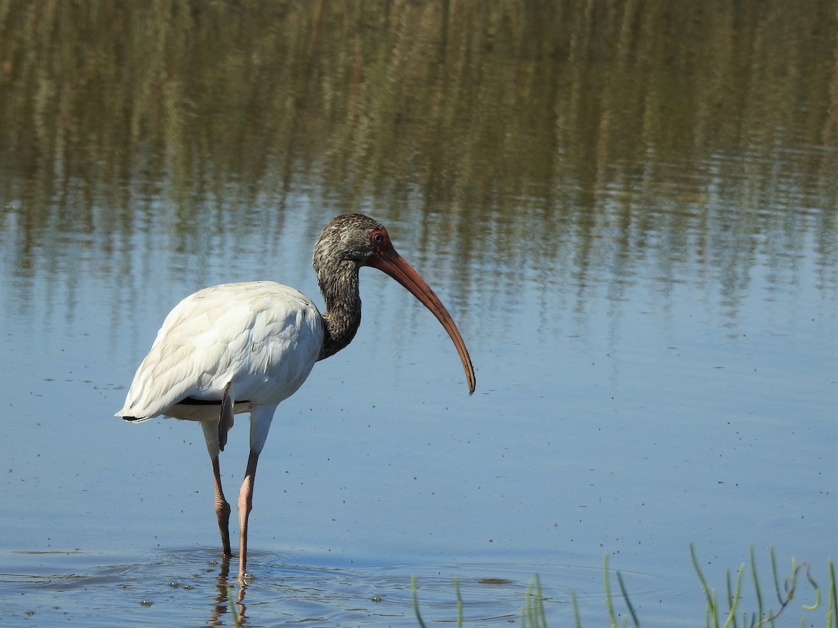 ibis bílý - ML110592741