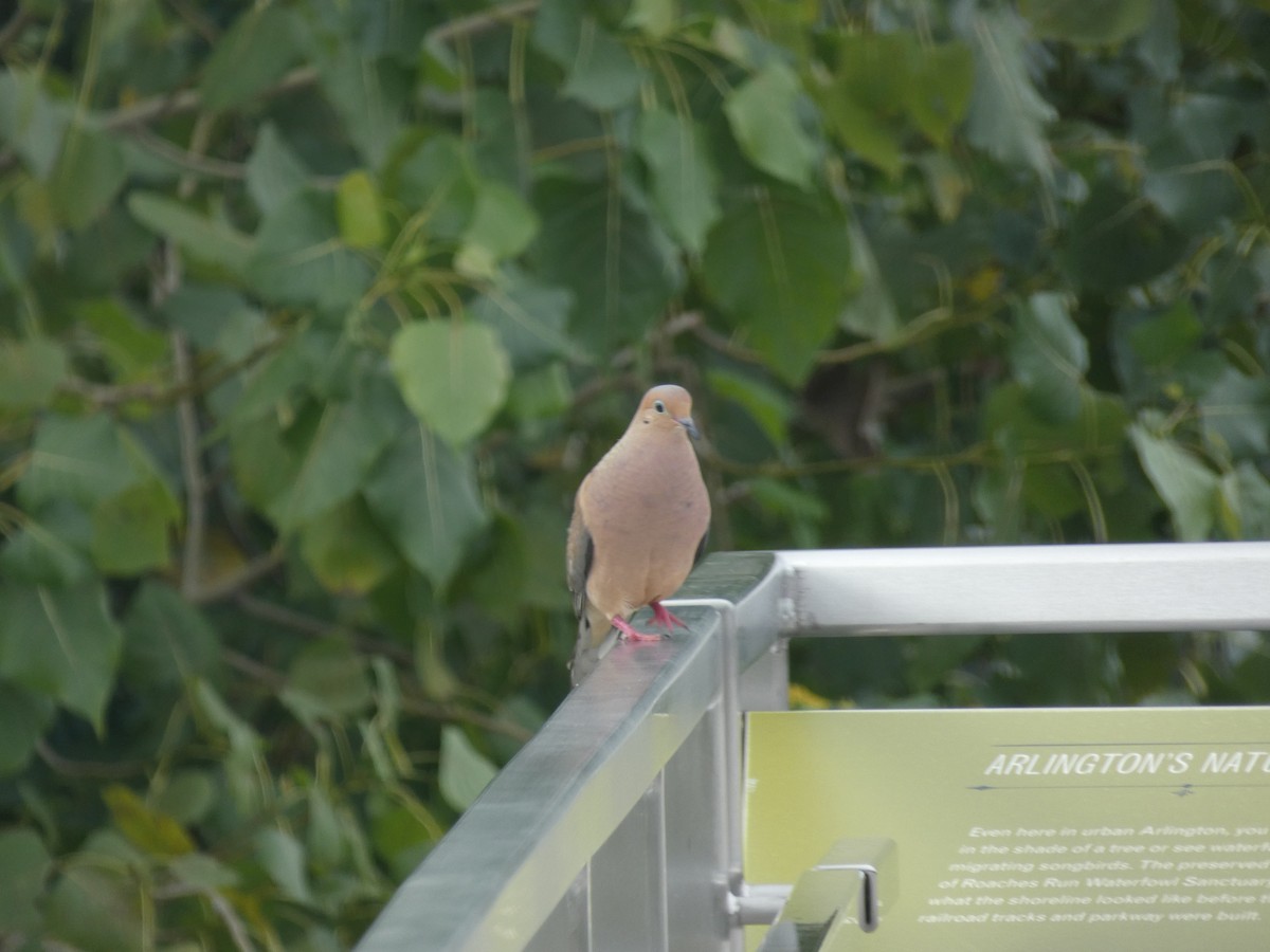 Mourning Dove - ML110592891