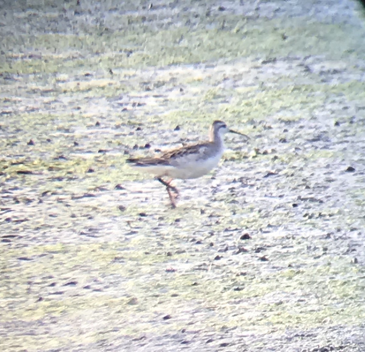 Wilson's Phalarope - ML110593721