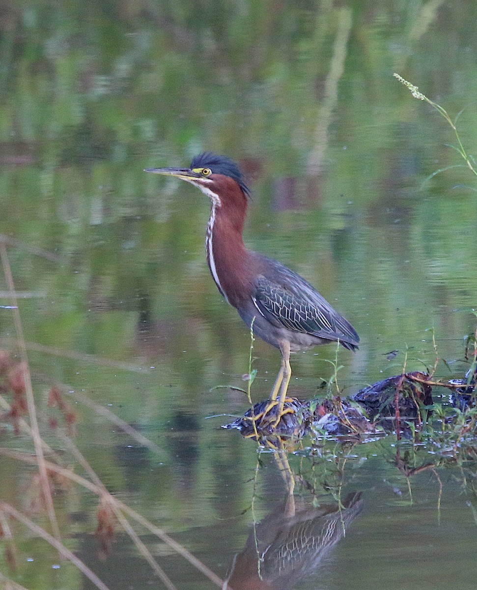 Green Heron - ML110593771