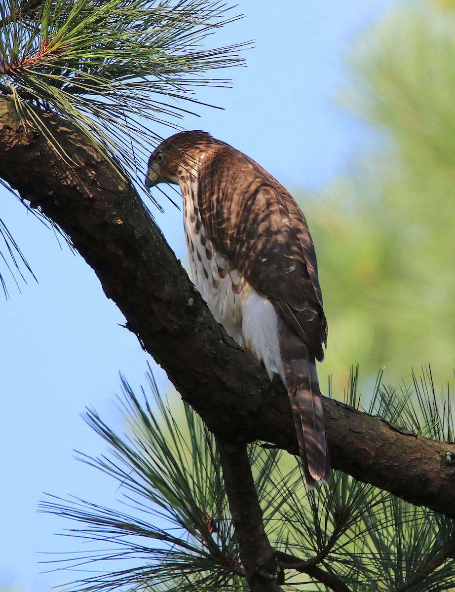 Cooper's Hawk - ML110593781