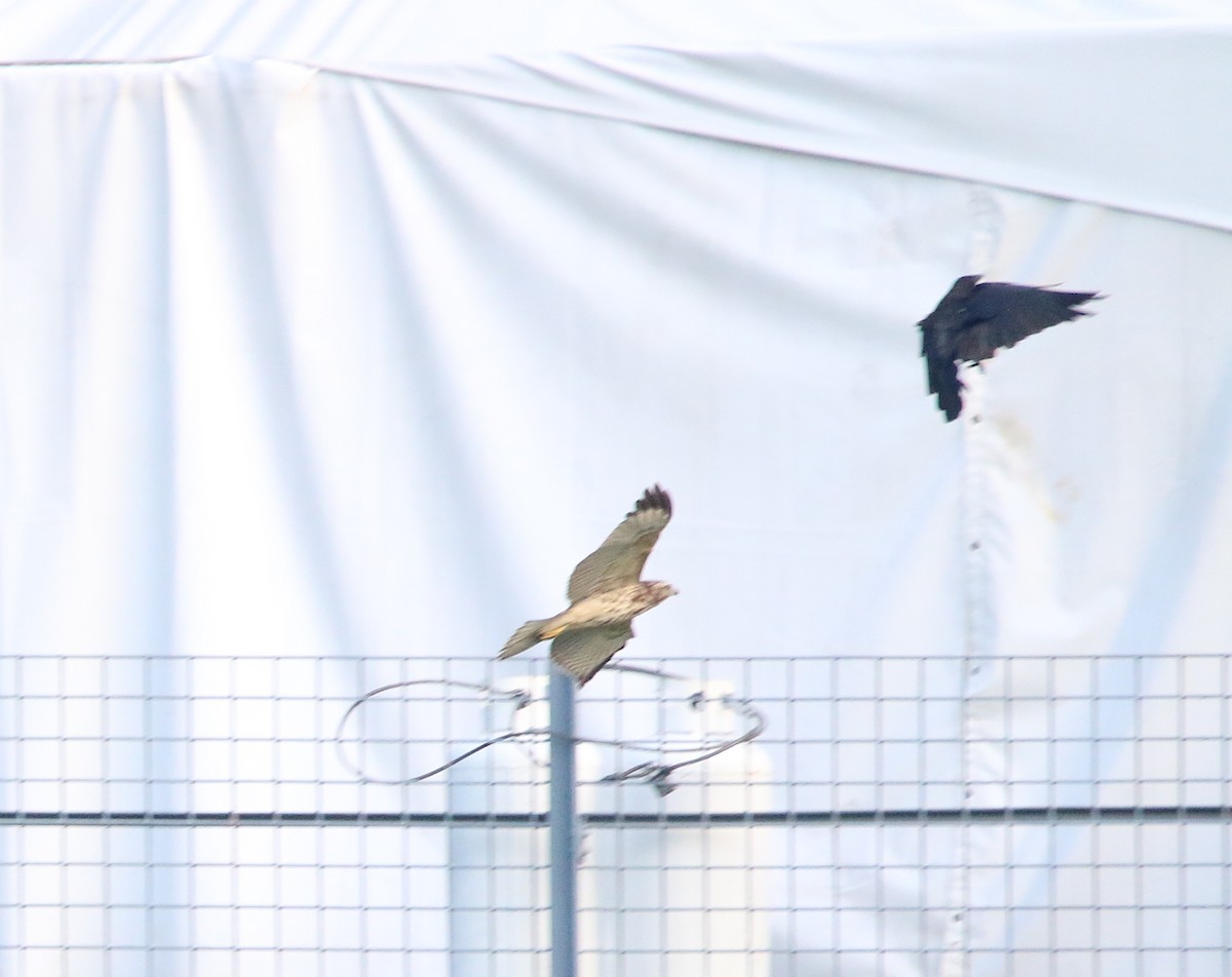 Red-shouldered Hawk - ML110593821