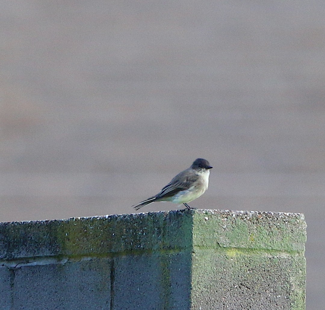 Eastern Phoebe - ML110593941