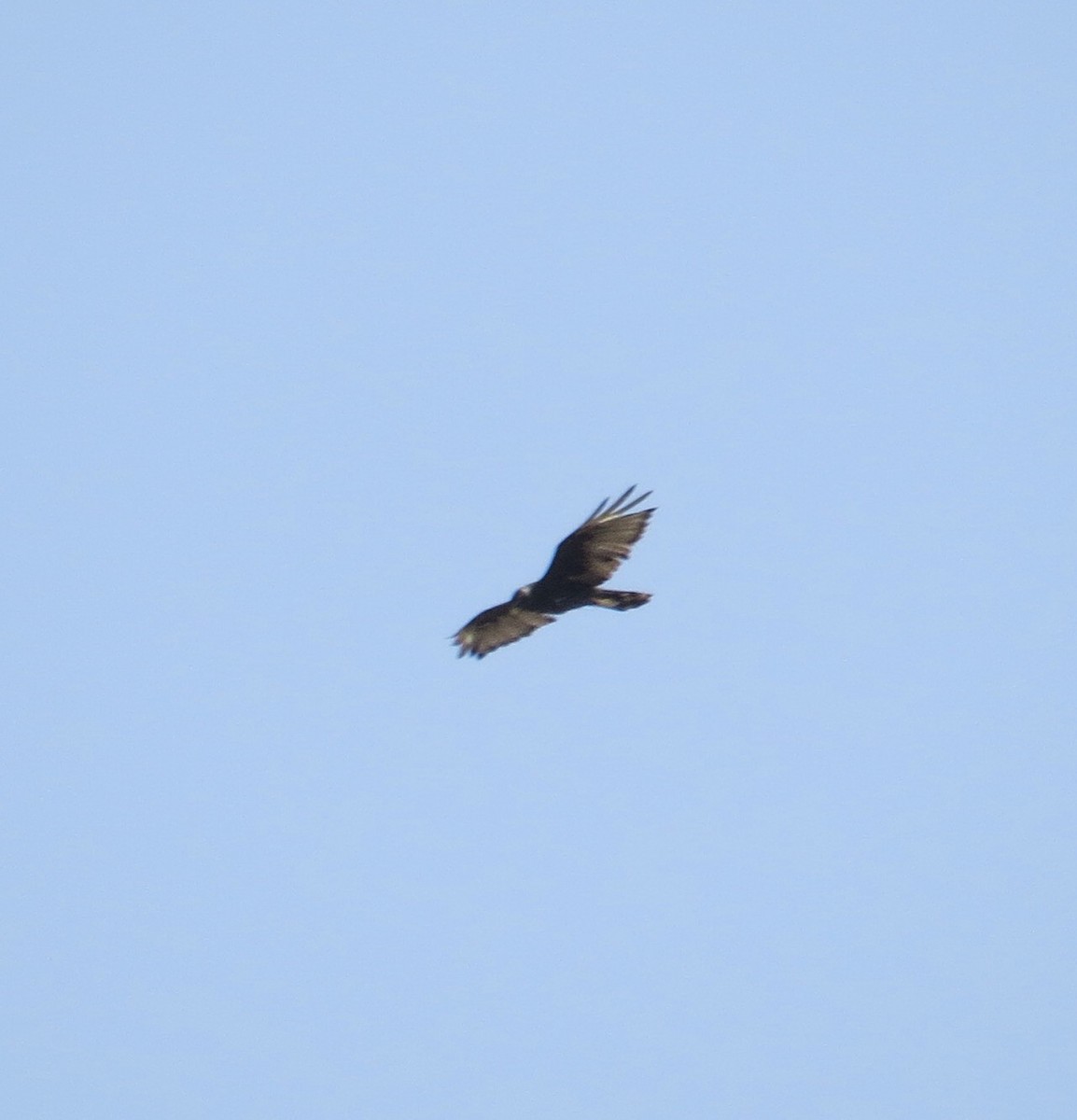 Zone-tailed Hawk - ML110594021