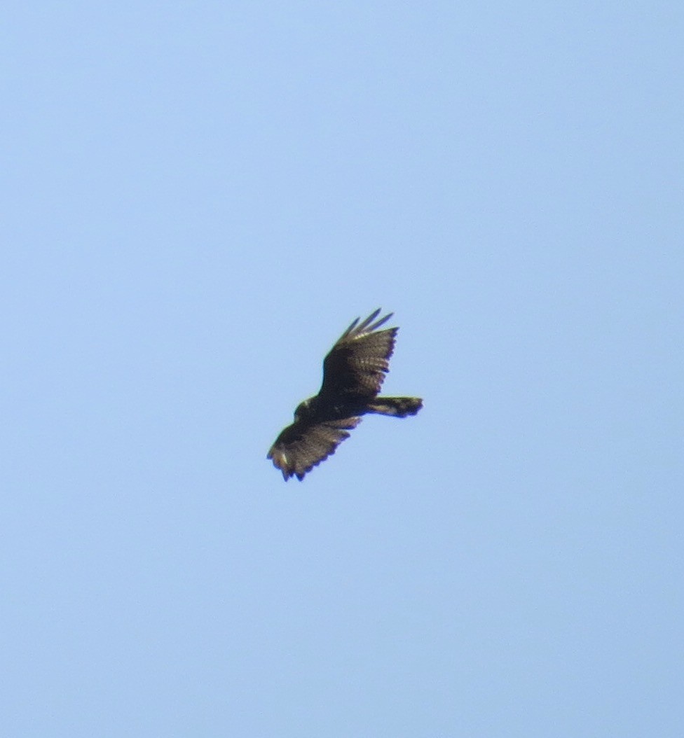 Zone-tailed Hawk - ML110594031