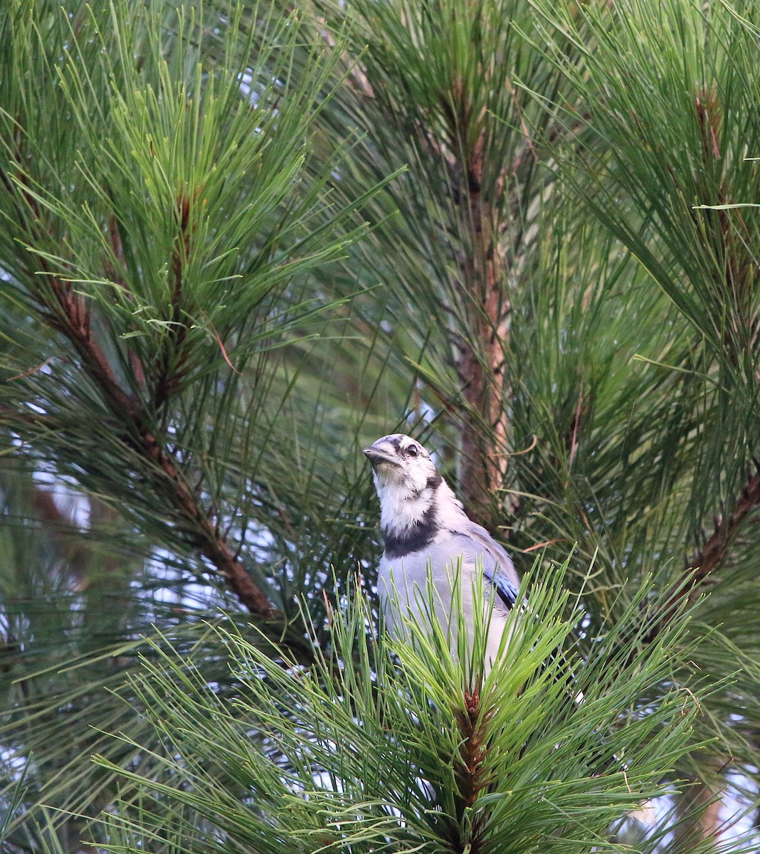 Blue Jay - ML110594041