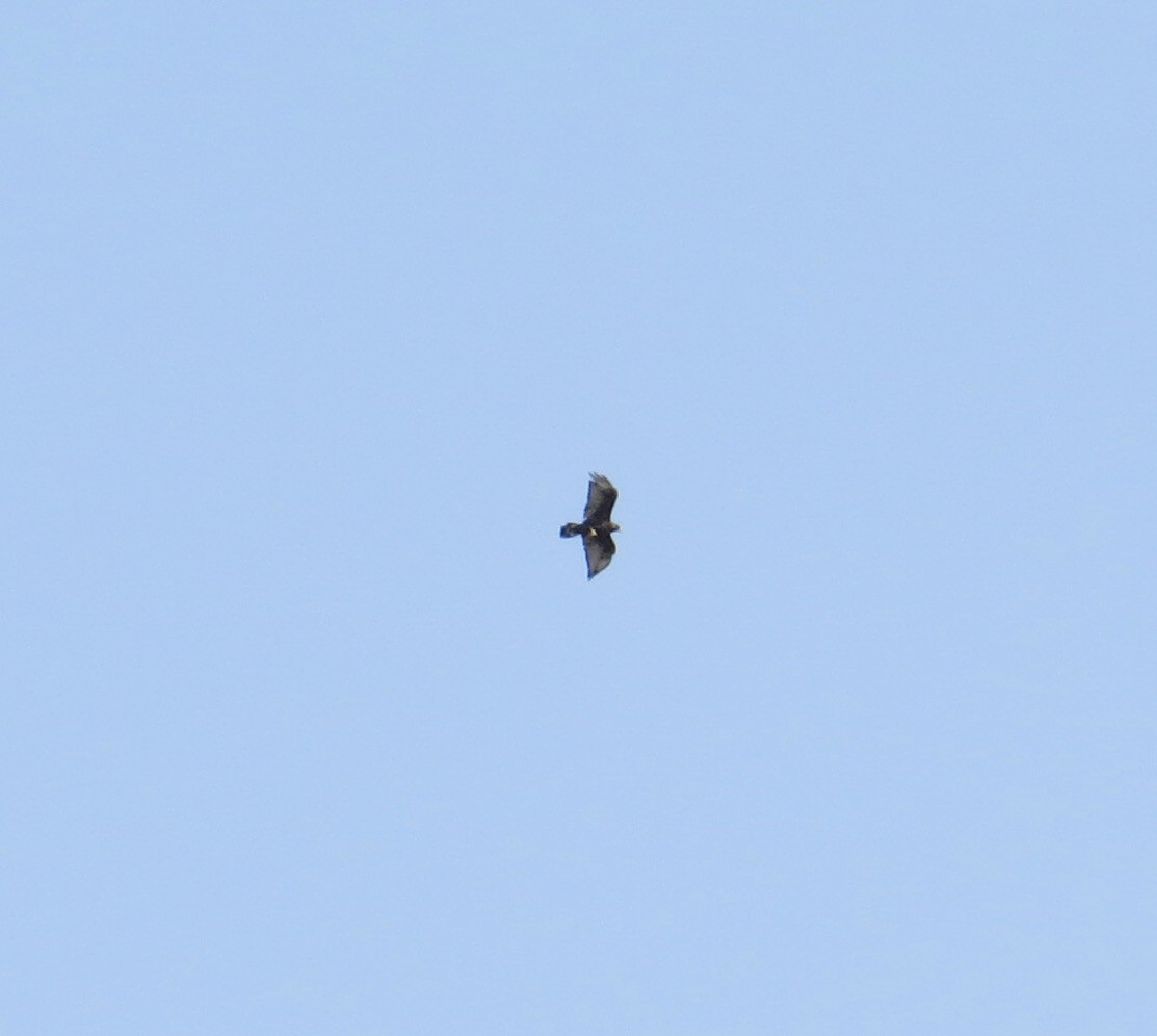 Zone-tailed Hawk - ML110594051