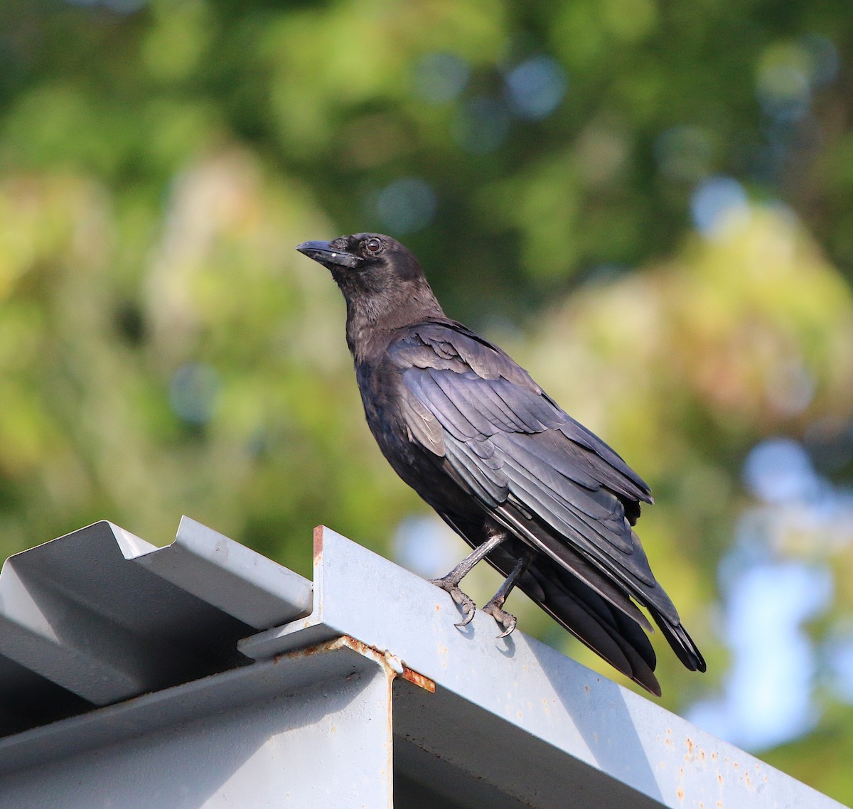 American Crow - ML110594141