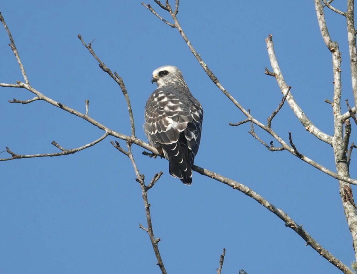 Mississippi Kite - deborah grimes