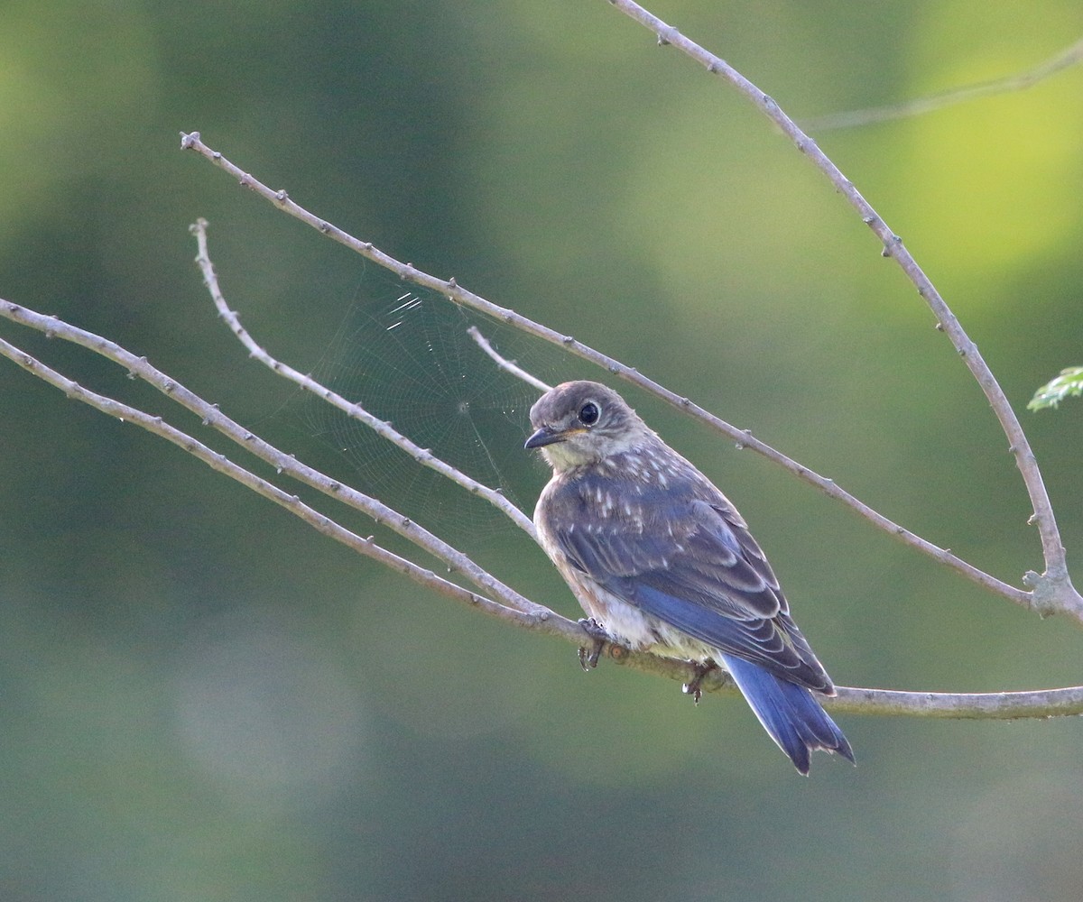 Eastern Bluebird - ML110594221