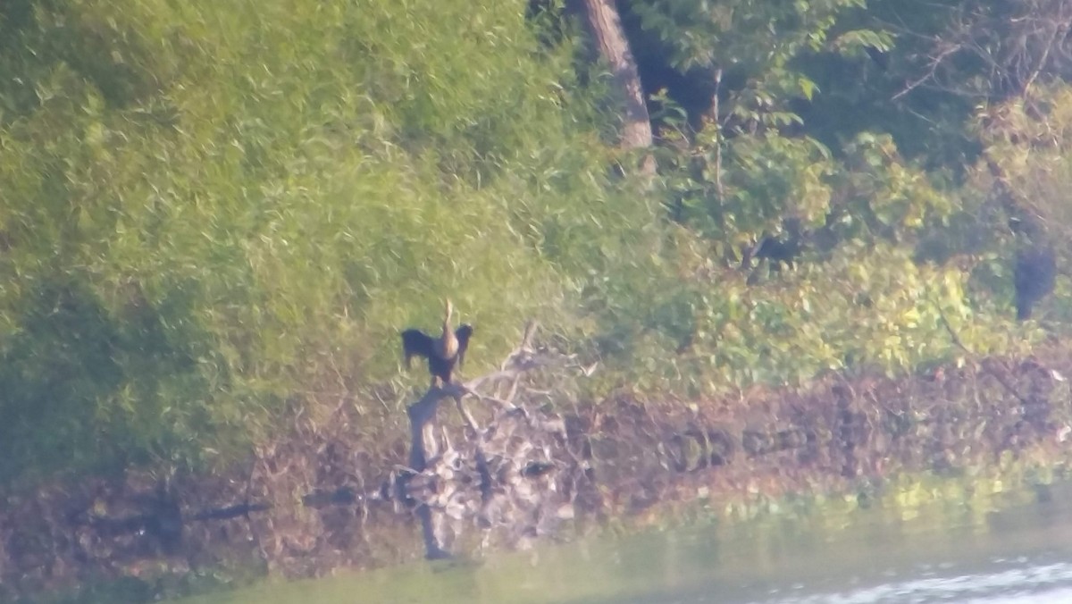 Anhinga - ML110594761
