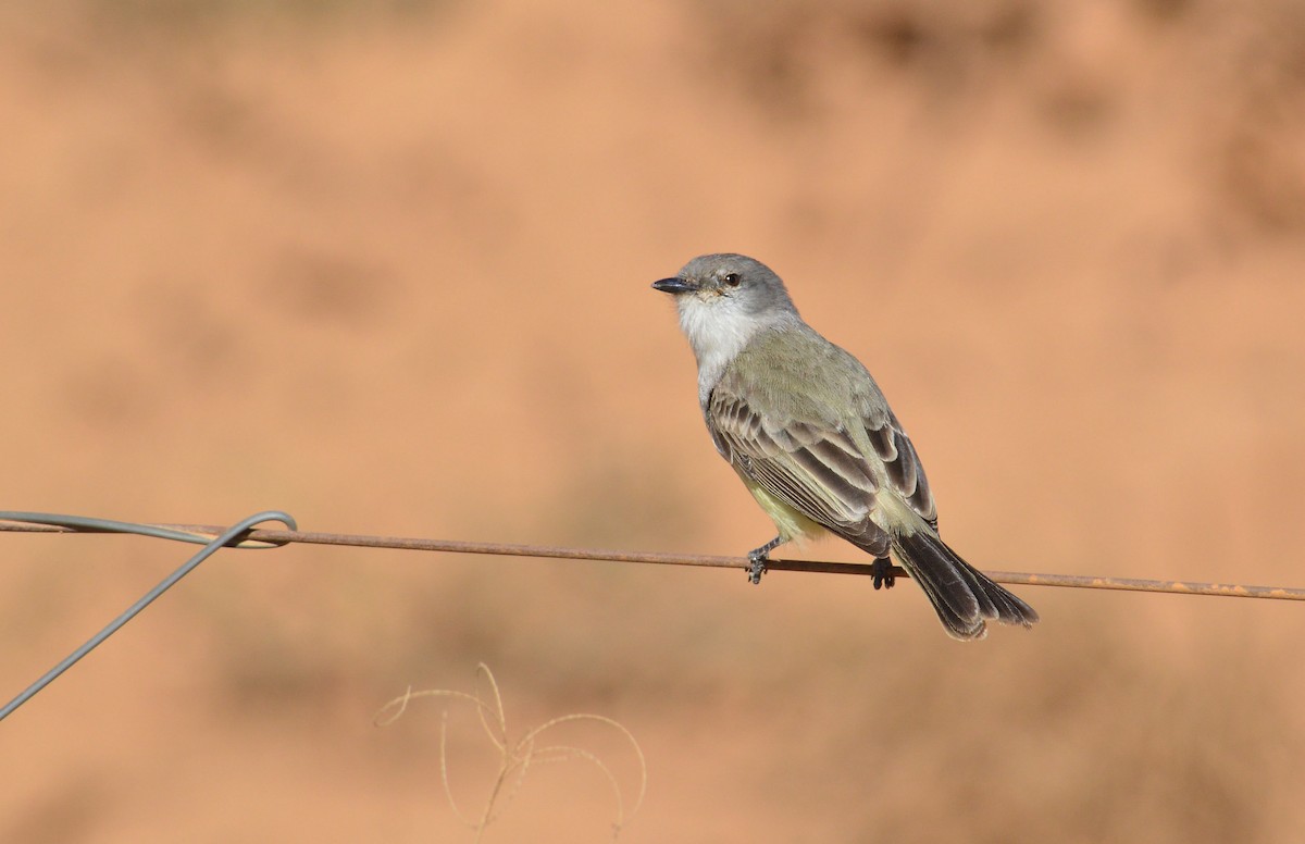 Suiriri Flycatcher - ML110594821