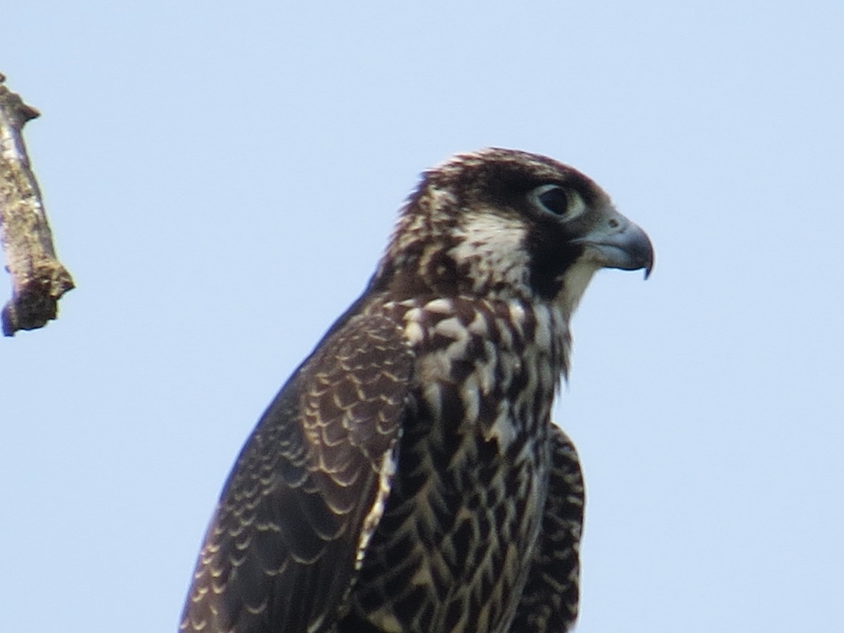 Peregrine Falcon - Jim Frank