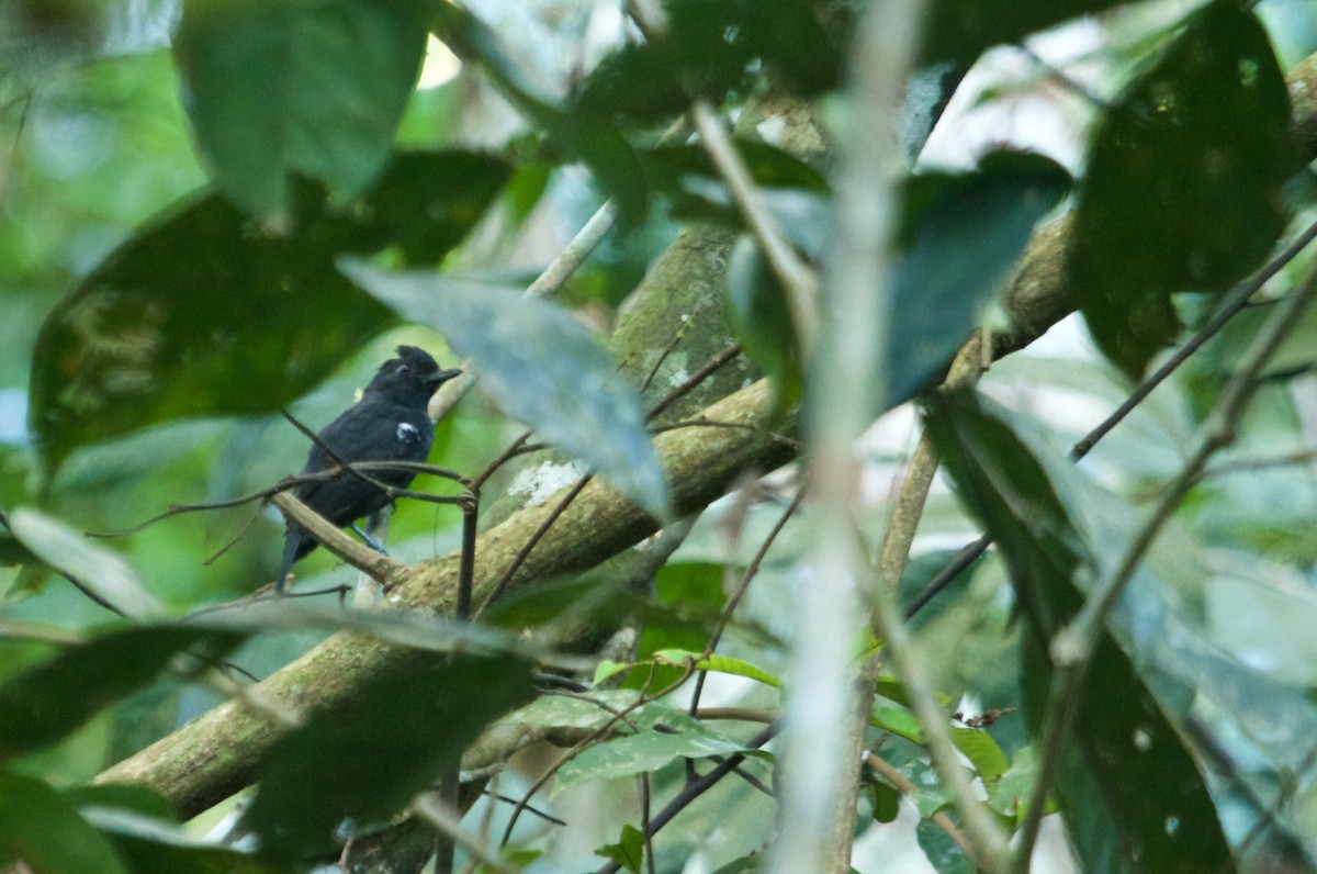 White-shouldered Antshrike - ML110595811