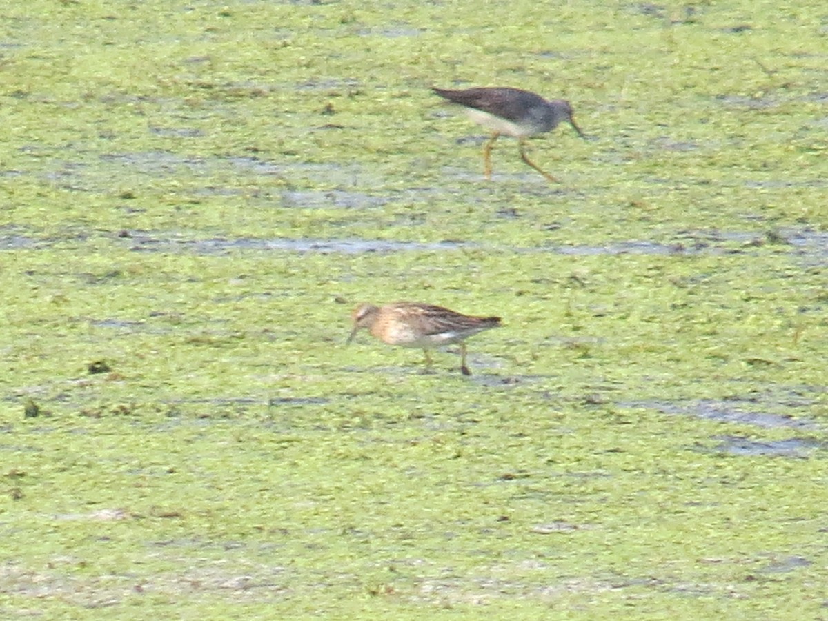 Sharp-tailed Sandpiper - ML110596141