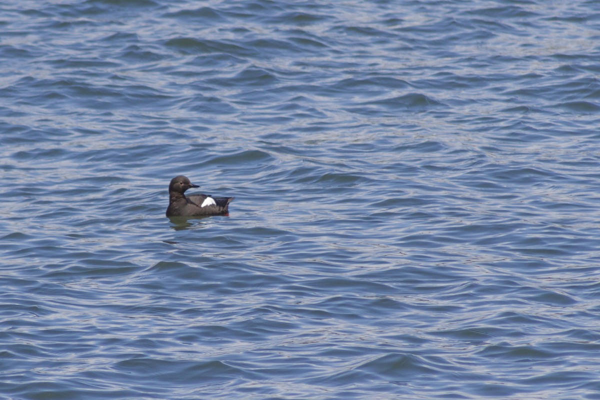 Pigeon Guillemot - Zachary Person