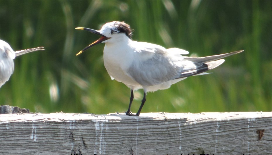 Sandwich Tern - ML110597421