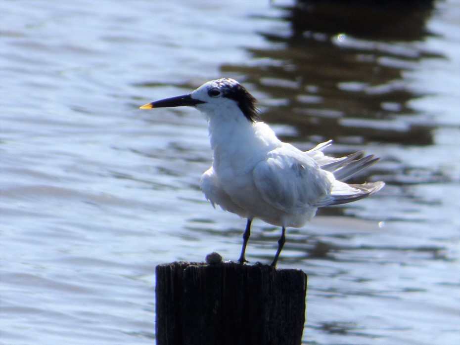 Sandwich Tern - Wanda Beelman