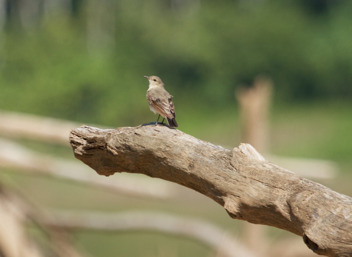 Little Ground-Tyrant - ML110598211