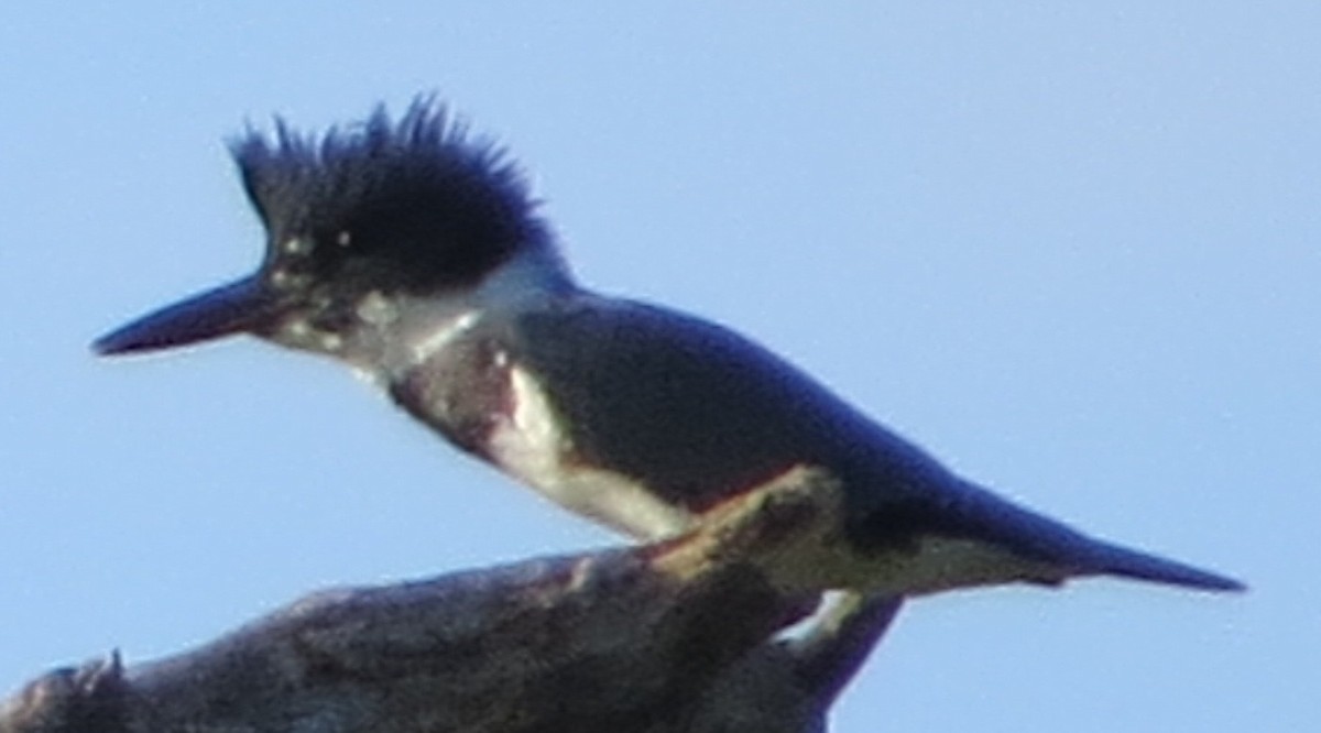 Belted Kingfisher - ML110598231