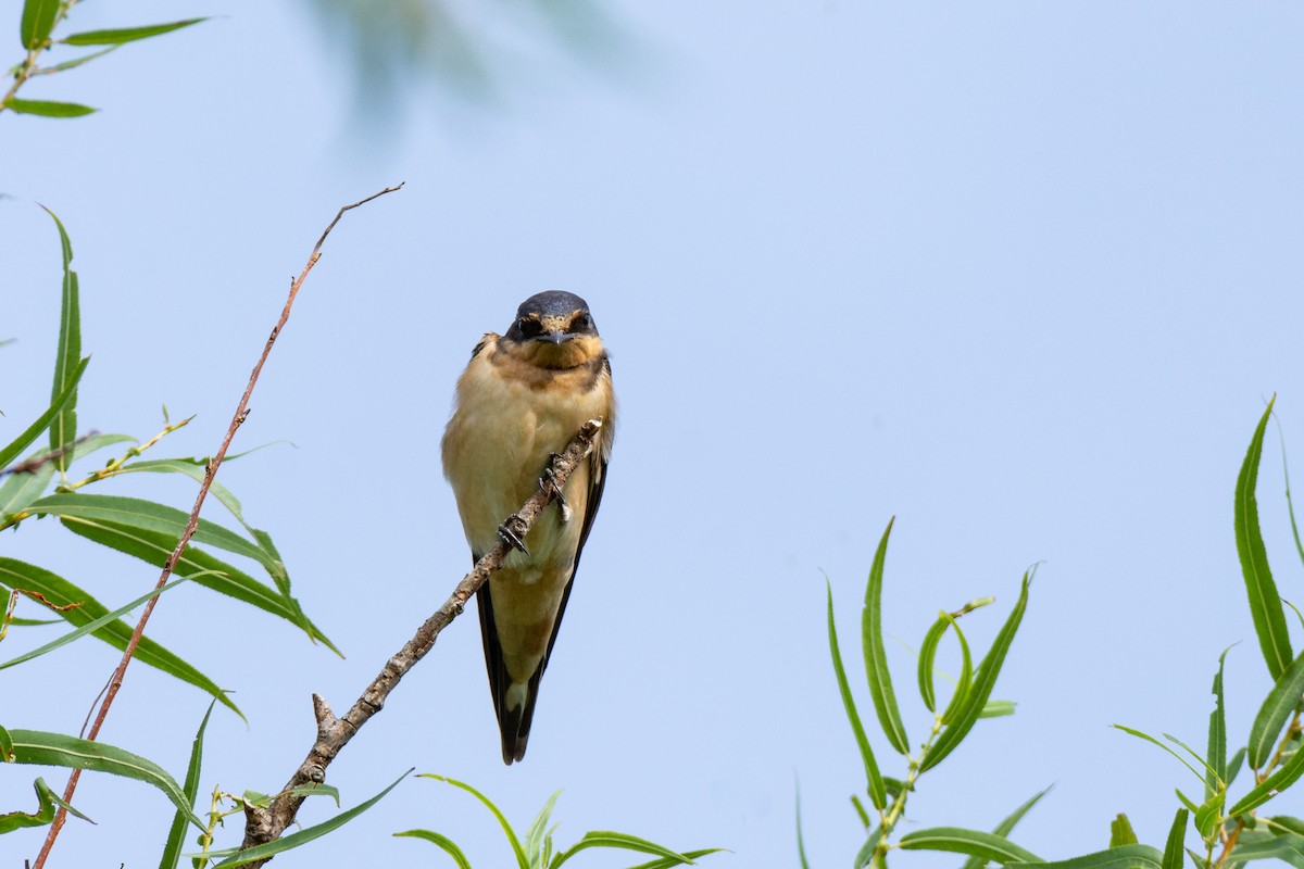 Barn Swallow - ML110600721