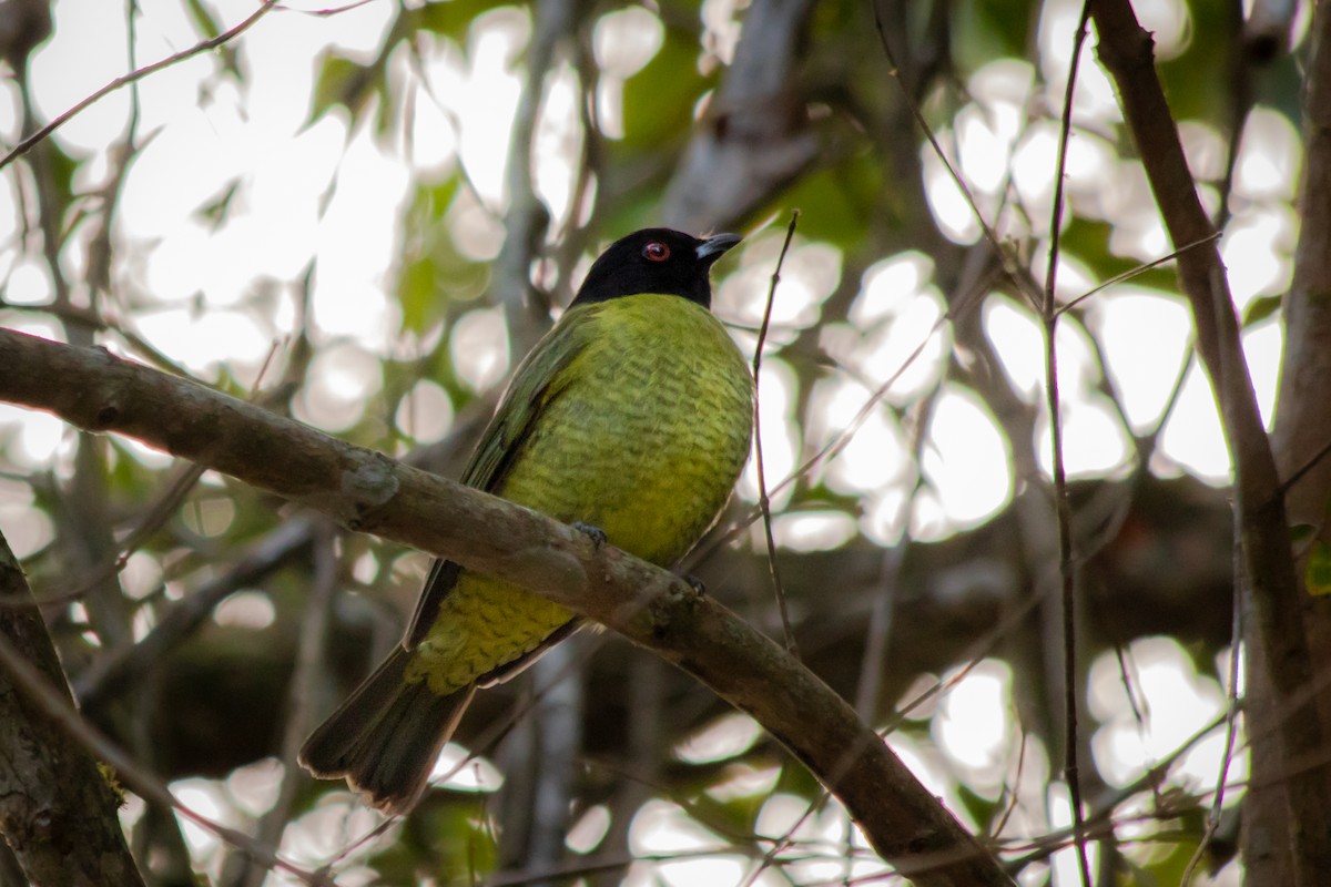 Black-headed Berryeater - André  Zambolli