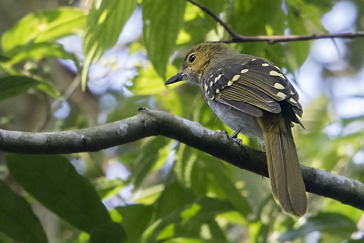 Graukehl-Tropfenvogel - ML110603181