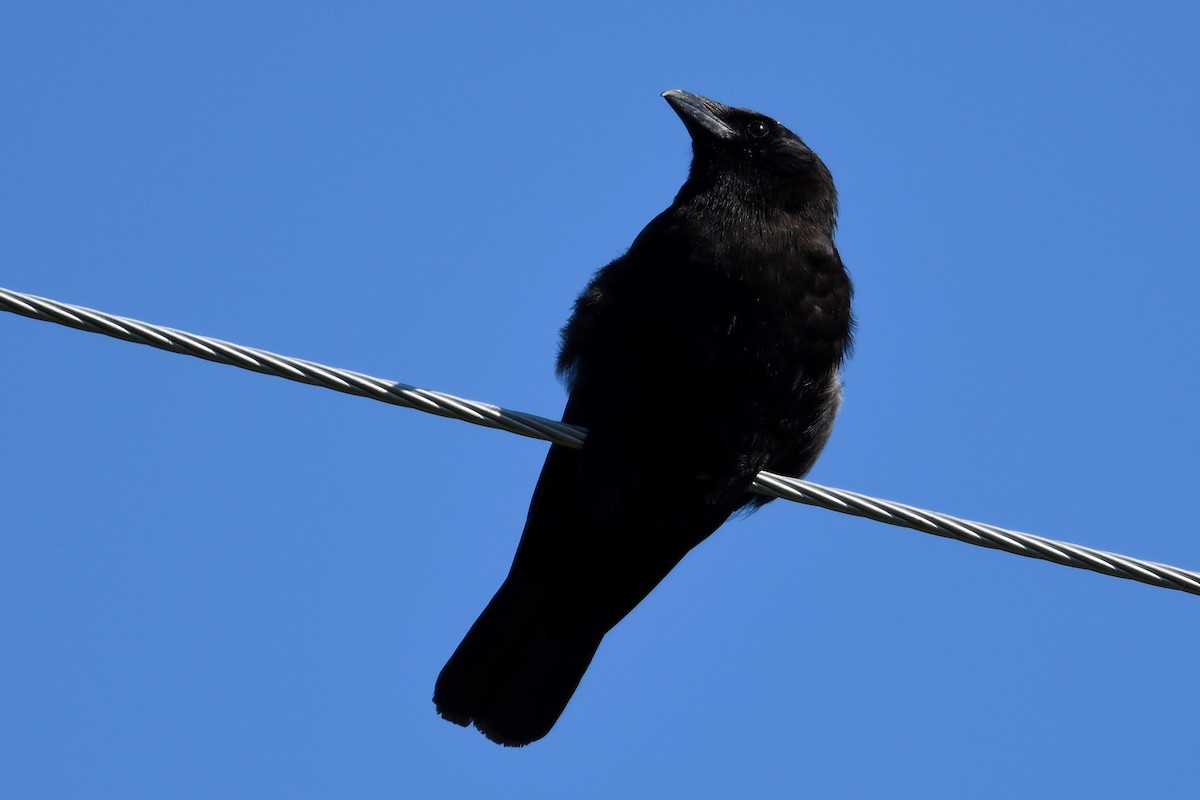 American Crow - ML110603251