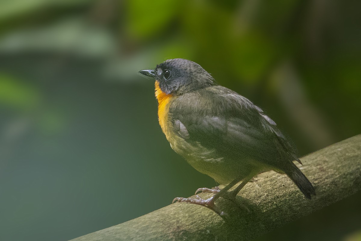 Yellow-breasted Forest Robin - Bradley Hacker 🦜