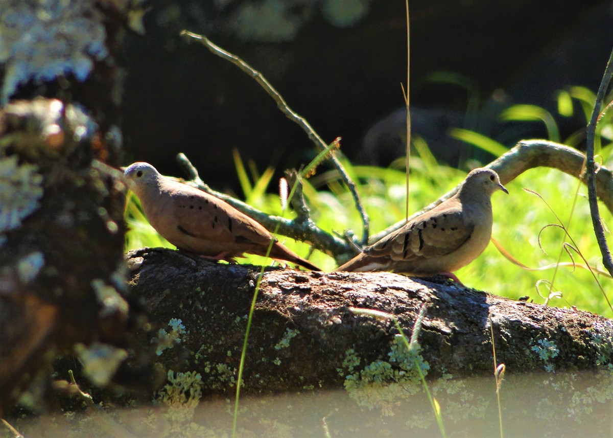 Ruddy Ground Dove - ML110603991