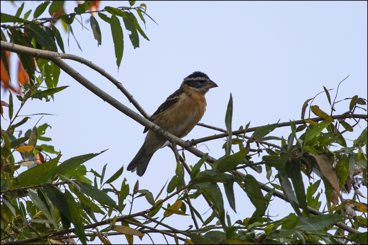 Black-headed Grosbeak - ML110604031