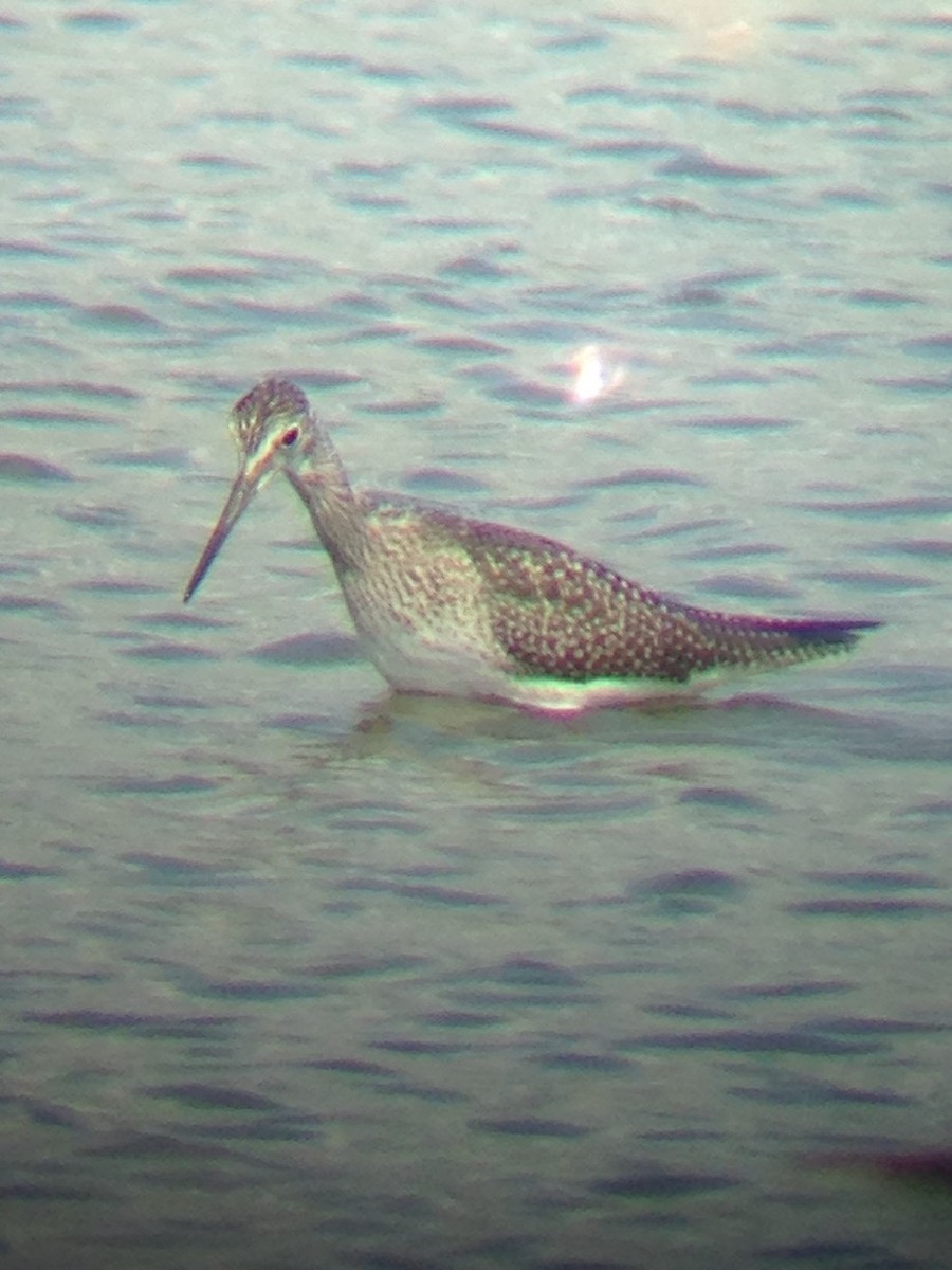 Greater Yellowlegs - ML110604881
