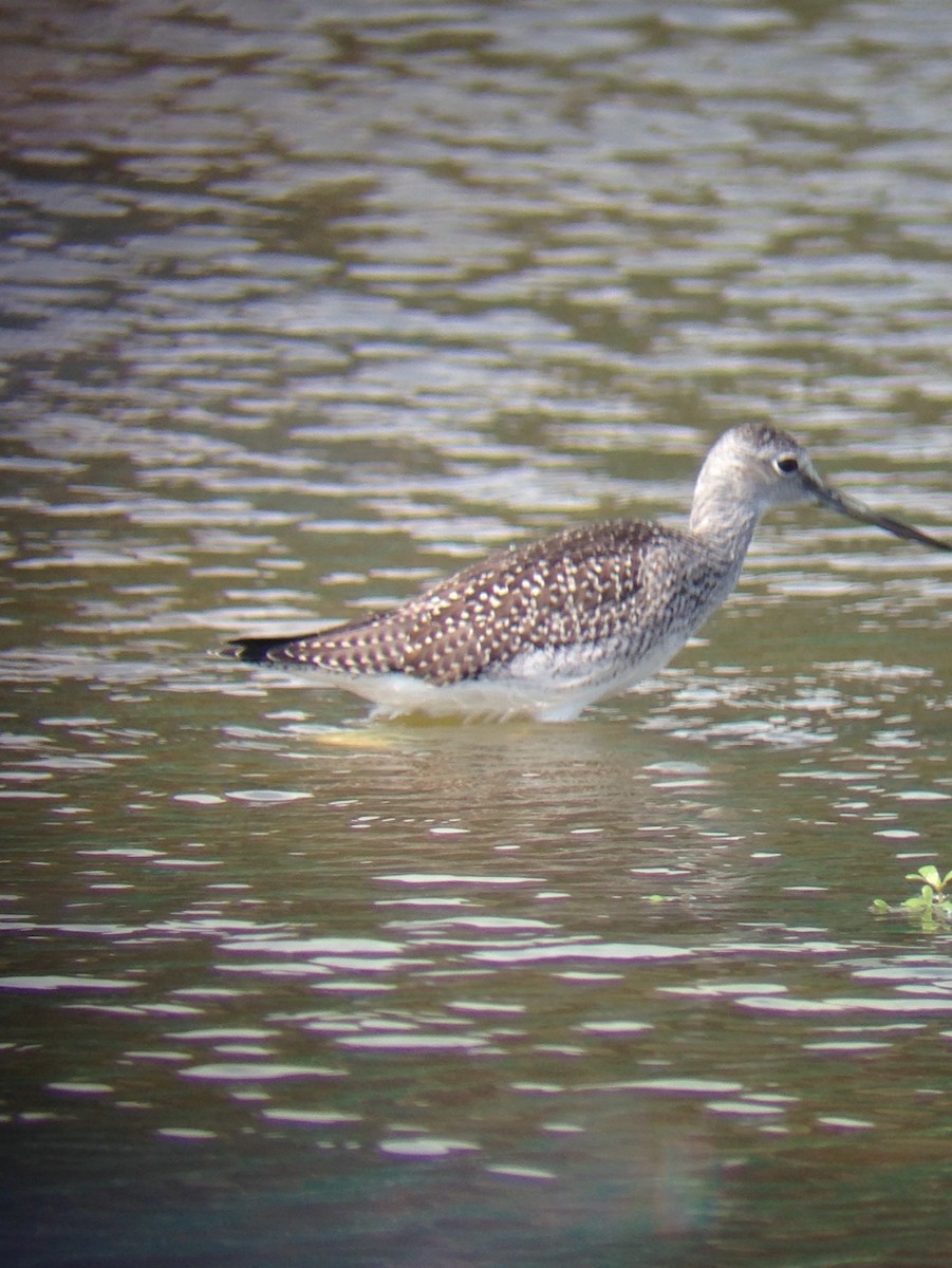 Greater Yellowlegs - ML110604891