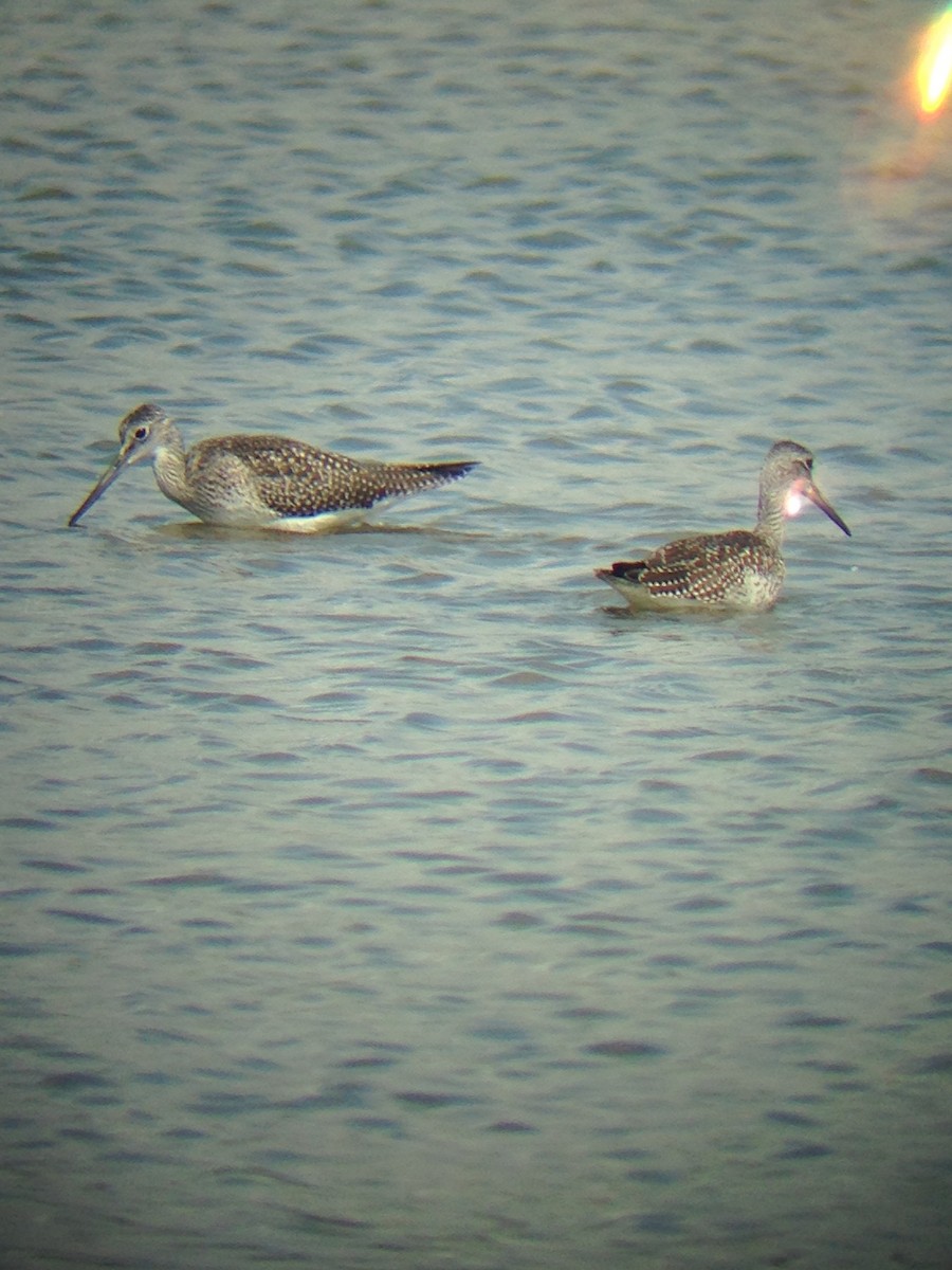 Greater Yellowlegs - ML110604901