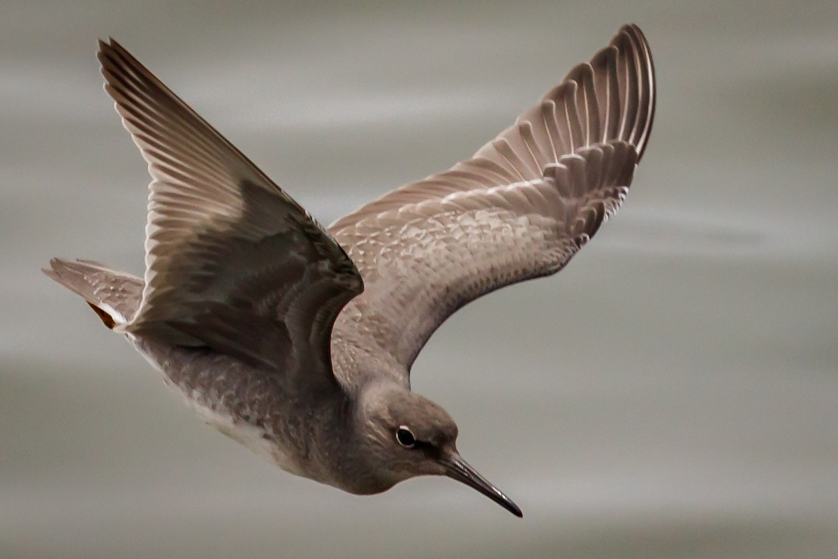 Wandering Tattler - ML110605061