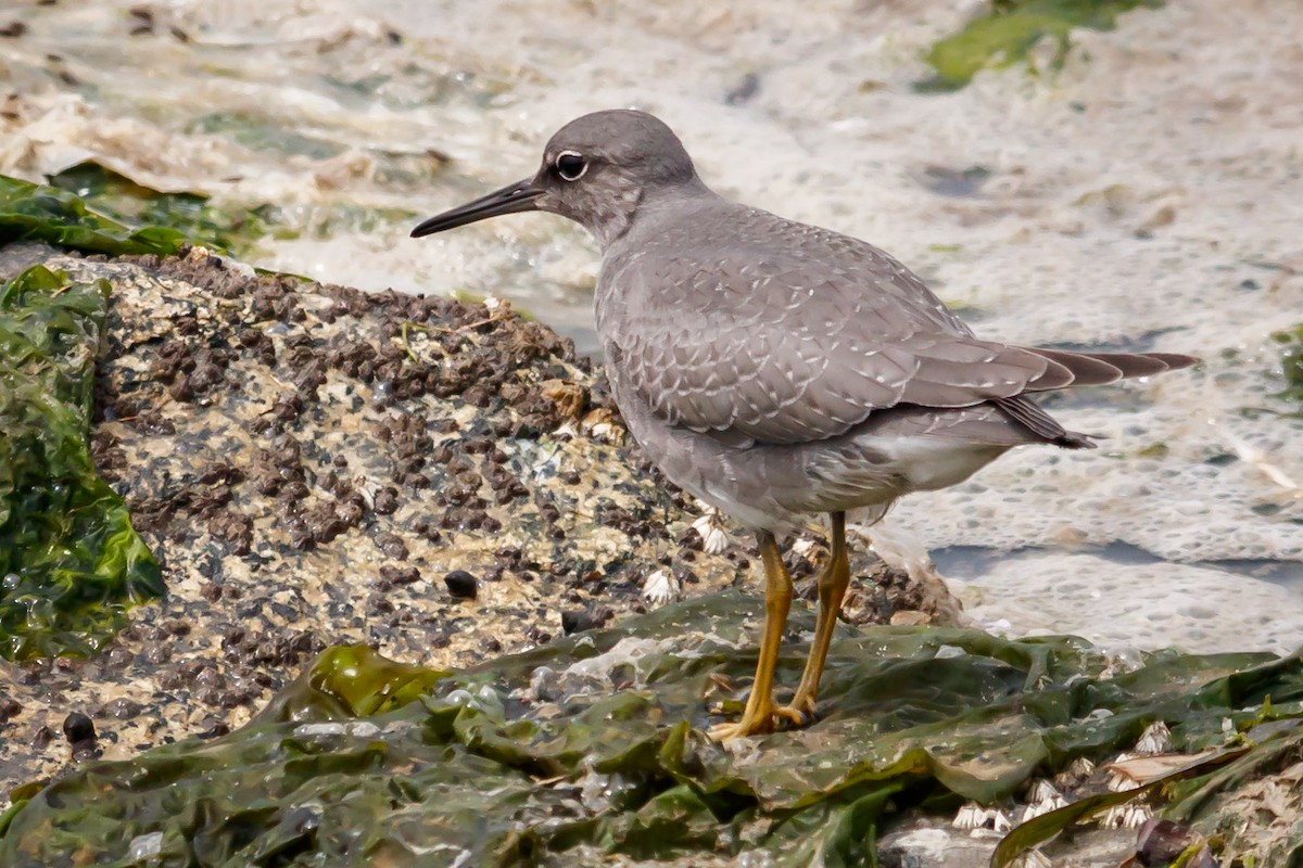 Wandering Tattler - ML110605071