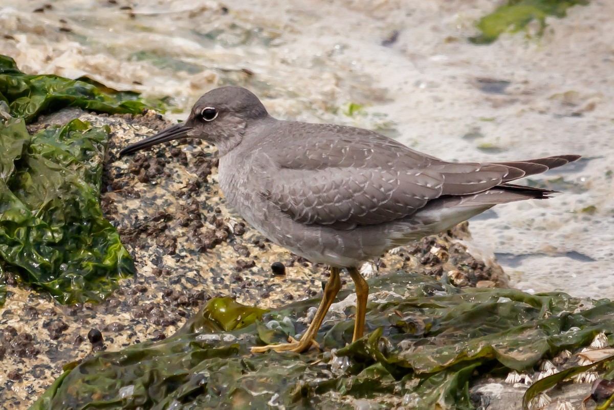 Wandering Tattler - ML110605081