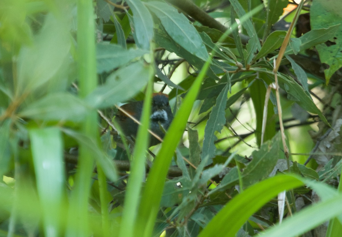 Dark-breasted Spinetail - ML110605881