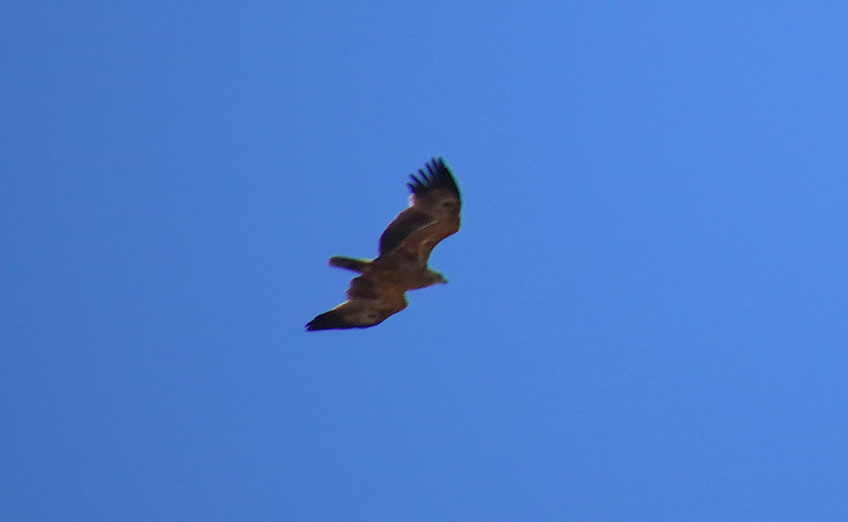 Tawny Eagle - ML110606881