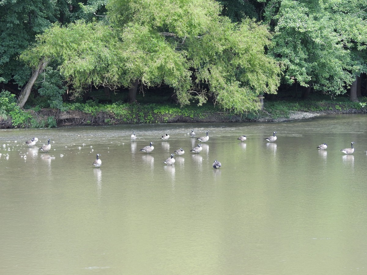 Canada Goose - ML110607911