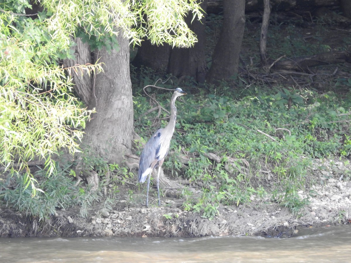 Great Blue Heron - ML110608041