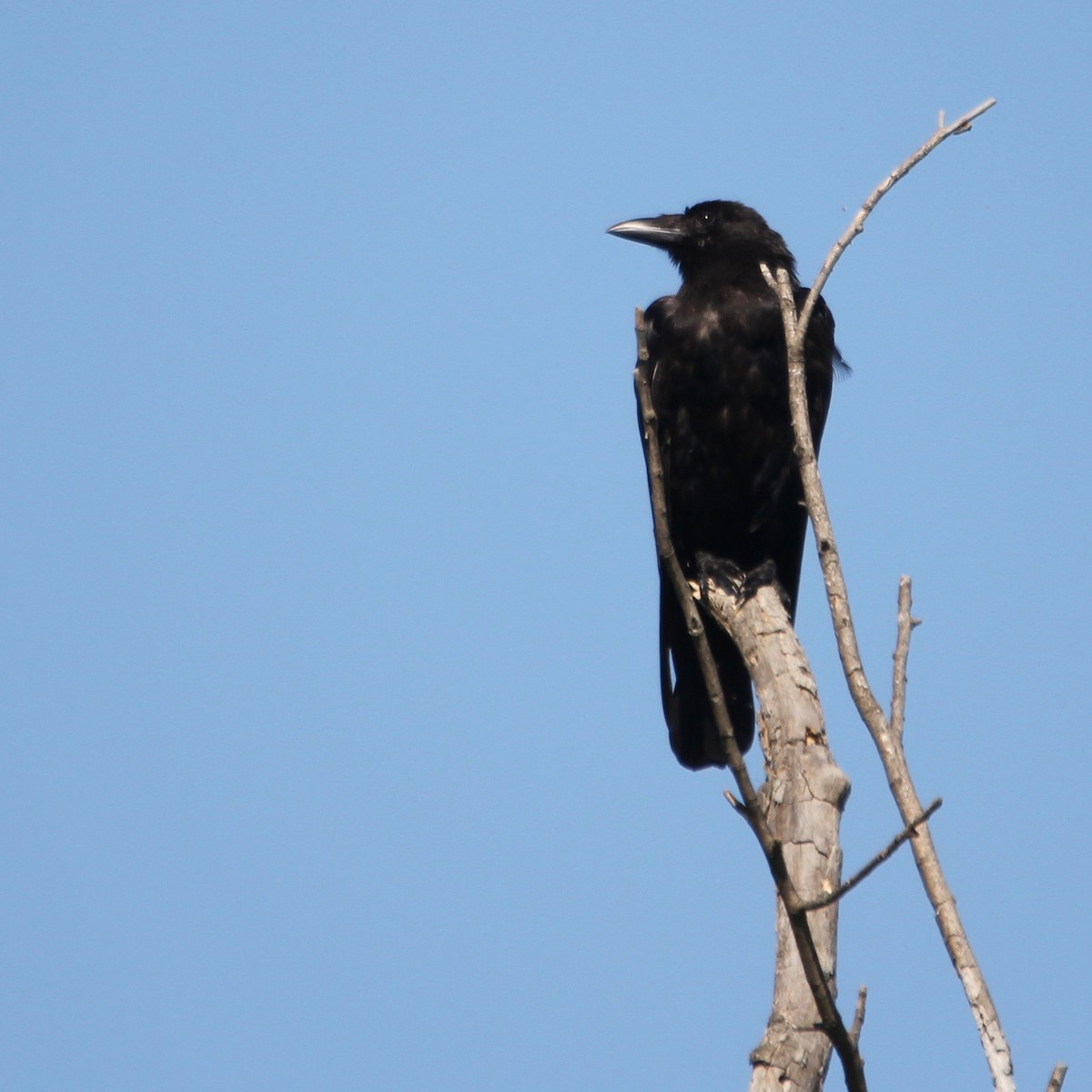 American Crow - ML110609281