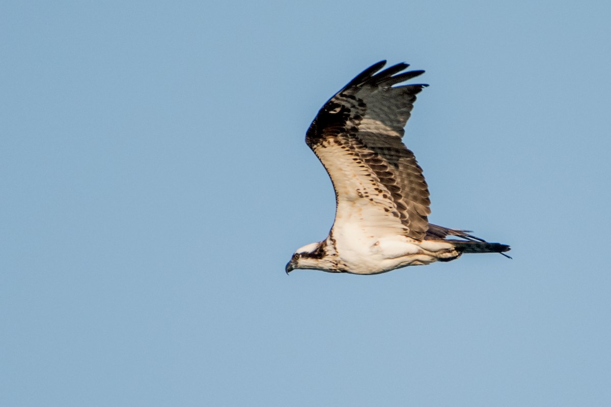 Osprey - ML110609421