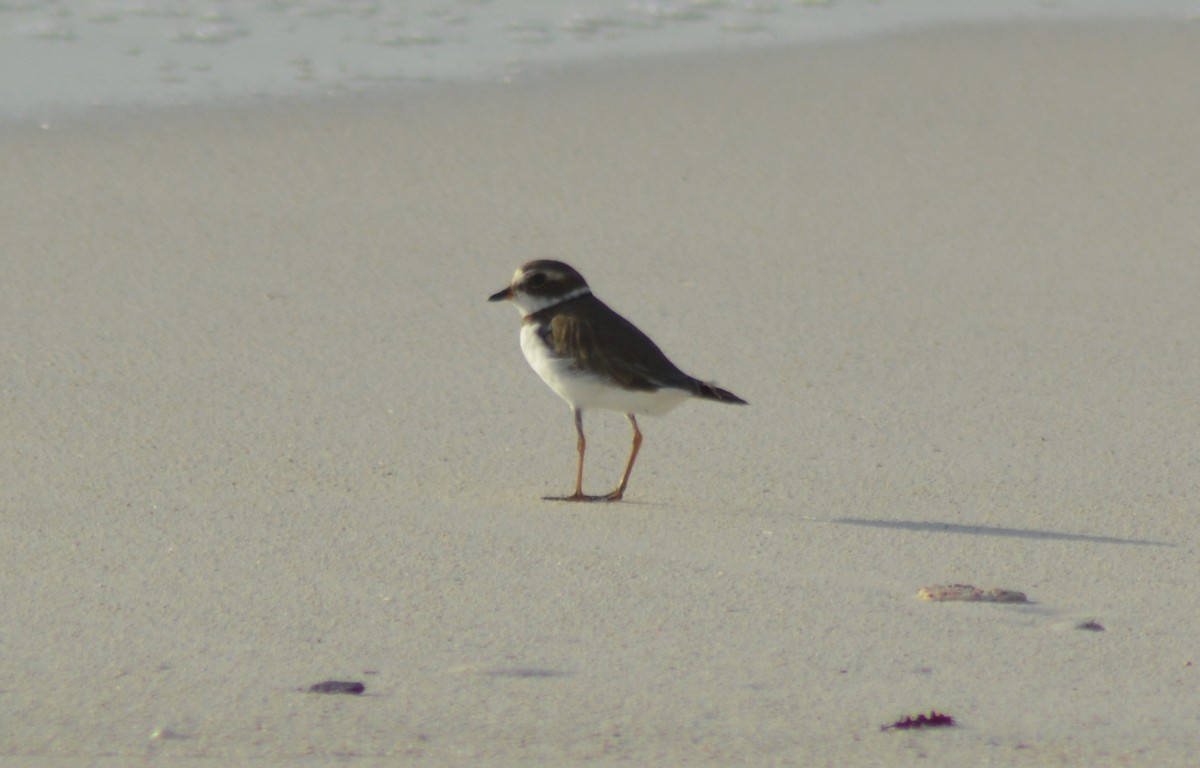 Semipalmated Plover - ML110609671