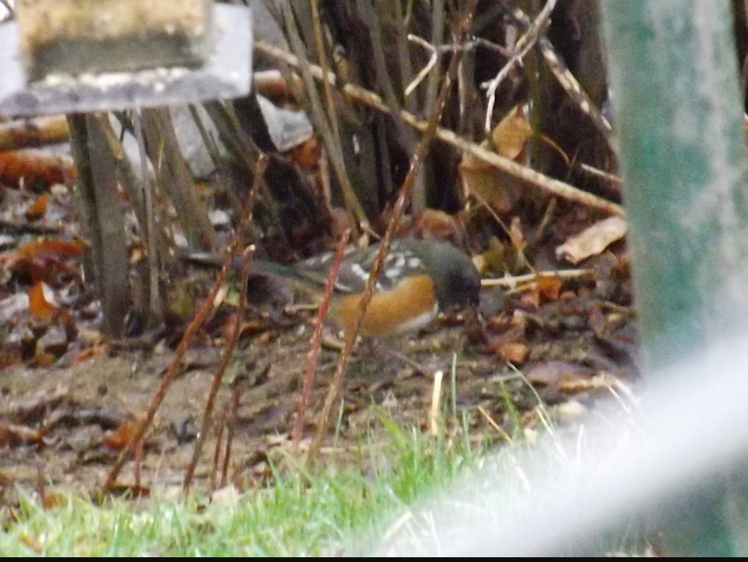 towhee sp. - ML110611281