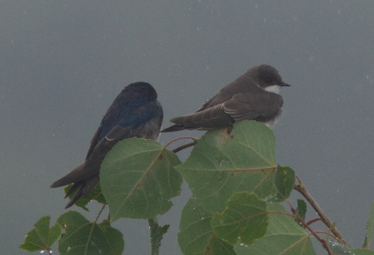 Tree Swallow - ML110612101