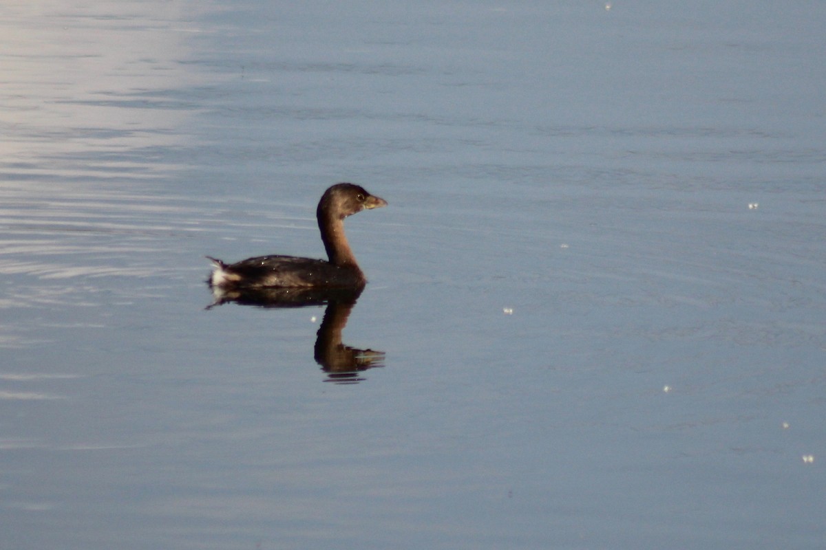 Pied-billed Grebe - ML110614361